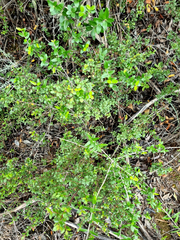 Olea subtrinervata (Olea subtrinervata)