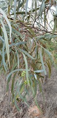 Eucalyptus polybractea