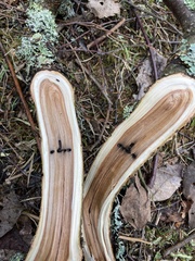Trypodendron