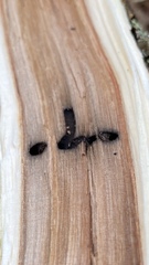 Trypodendron