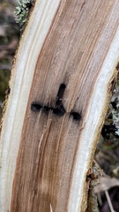 Trypodendron