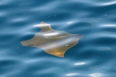 Rhinoptera steindachneri