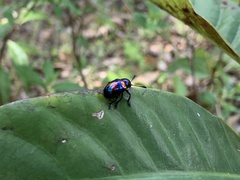 Platycorynus undatus