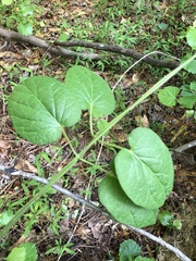 Matelea carolinensis