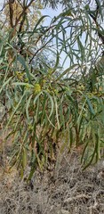Eucalyptus polybractea