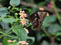 Papilio ulysses