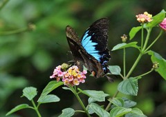 Papilio ulysses
