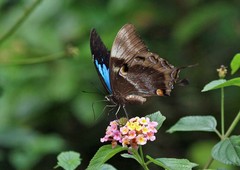 Papilio ulysses