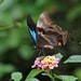 Papilio ulysses - Photo (c) upupamartin, algunos derechos reservados (CC BY-NC-ND), uploaded by upupamartin