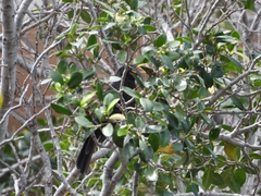 Turdus merula