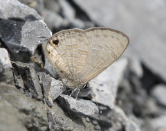 Prosotas nora ardates