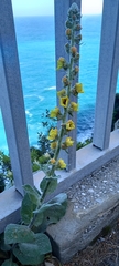 Verbascum boerhavii