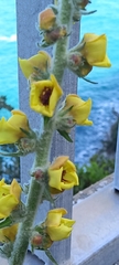 Verbascum boerhavii