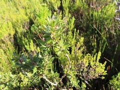 Psoralea obliqua