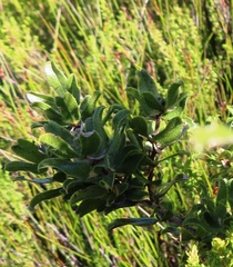 Psoralea obliqua