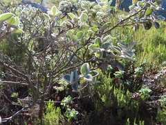 Podalyria hirsuta