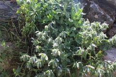 Podonosma orientalis