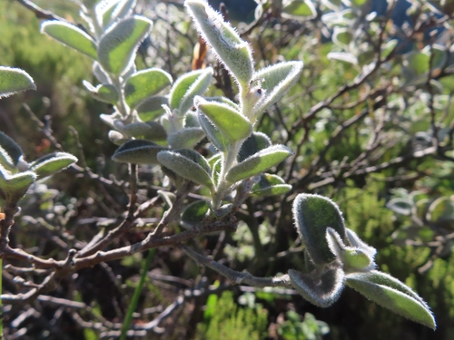 Image of Podalyria hirsuta by (c) linkie, some rights reserved (CC BY)