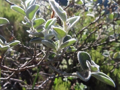 Podalyria hirsuta