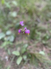 Primula pauciflora cusickii