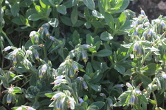 Podonosma orientalis