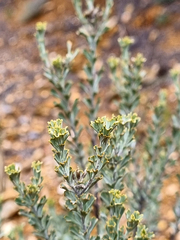 Pentzia dentata