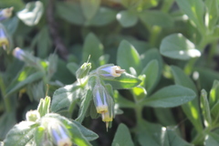 Podonosma orientalis