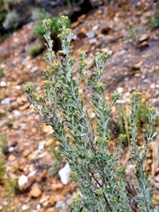 Pentzia dentata
