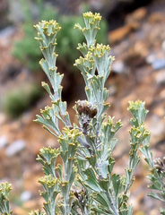Pentzia dentata