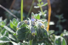 Podonosma orientalis