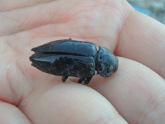 Capnodis cariosa