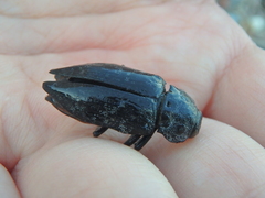Capnodis cariosa
