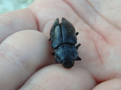Capnodis cariosa