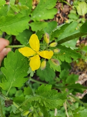 Chelidonium majus