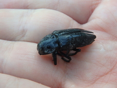 Capnodis cariosa