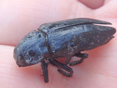 Capnodis cariosa
