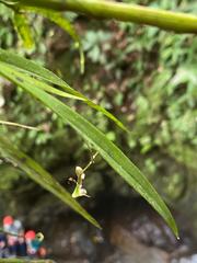Epidendrum turialvae