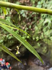 Epidendrum turialvae