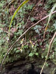 Epidendrum turialvae