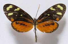 Mechanitis polymnia isthmia