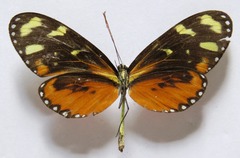 Mechanitis polymnia isthmia