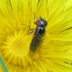 Platycheirus albimanus