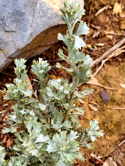 Pentzia dentata