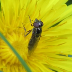 Platycheirus albimanus