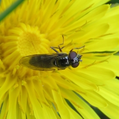 Platycheirus albimanus
