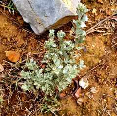 Pentzia dentata