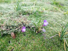Astragalus arnottianus