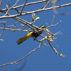 Pseudobombax palmeri