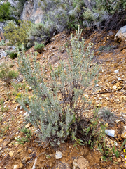 Pentzia dentata