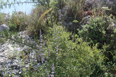 Nepeta curviflora